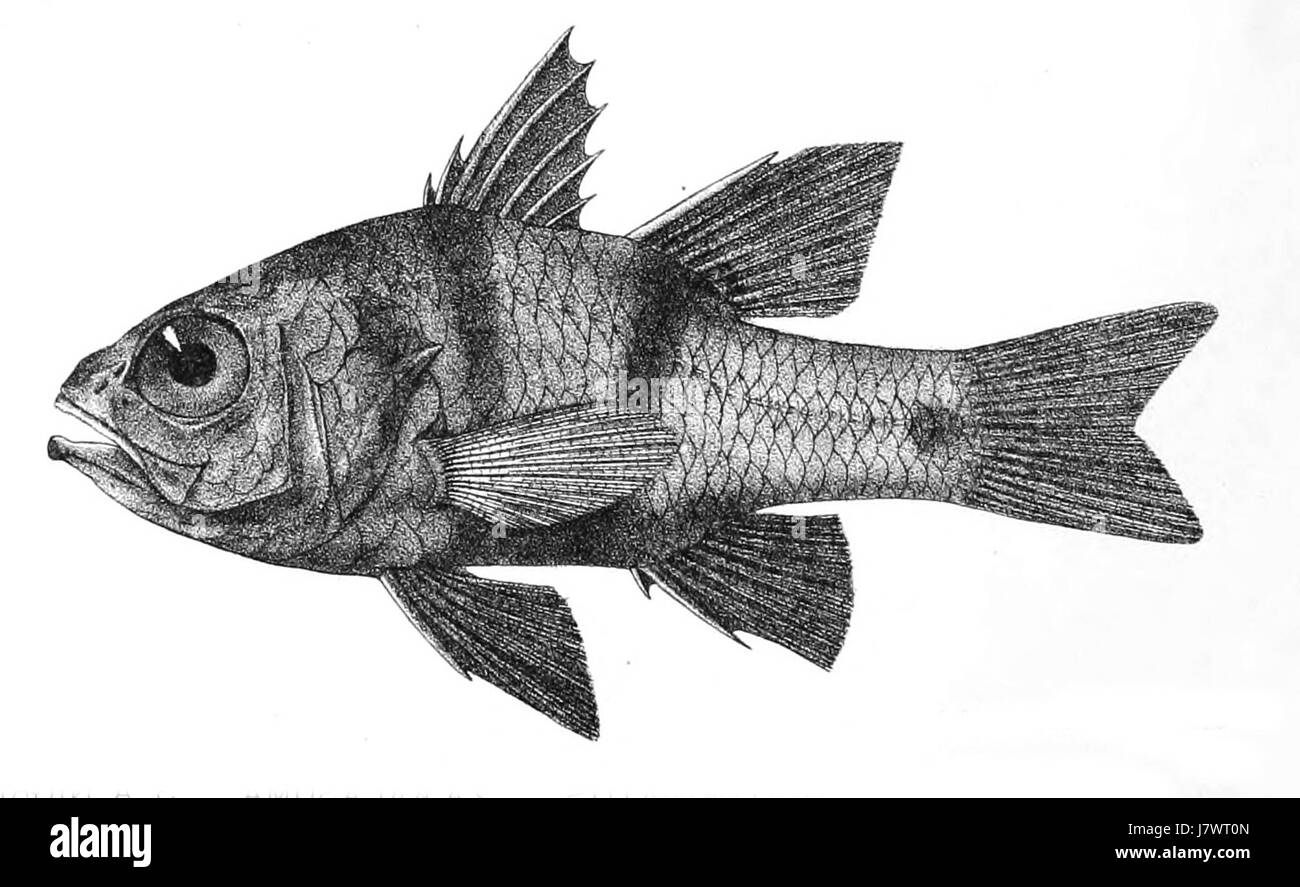 Apogon bifasciatus est une espèce de poisson de la famille des Apogonidae, communément appelée poisson cardinal à deux barreaux. Il est caractérisé par ses marques corporelles distinctives et se trouve dans les récifs coralliens de la région Indo-Pacifique. Banque D'Images
