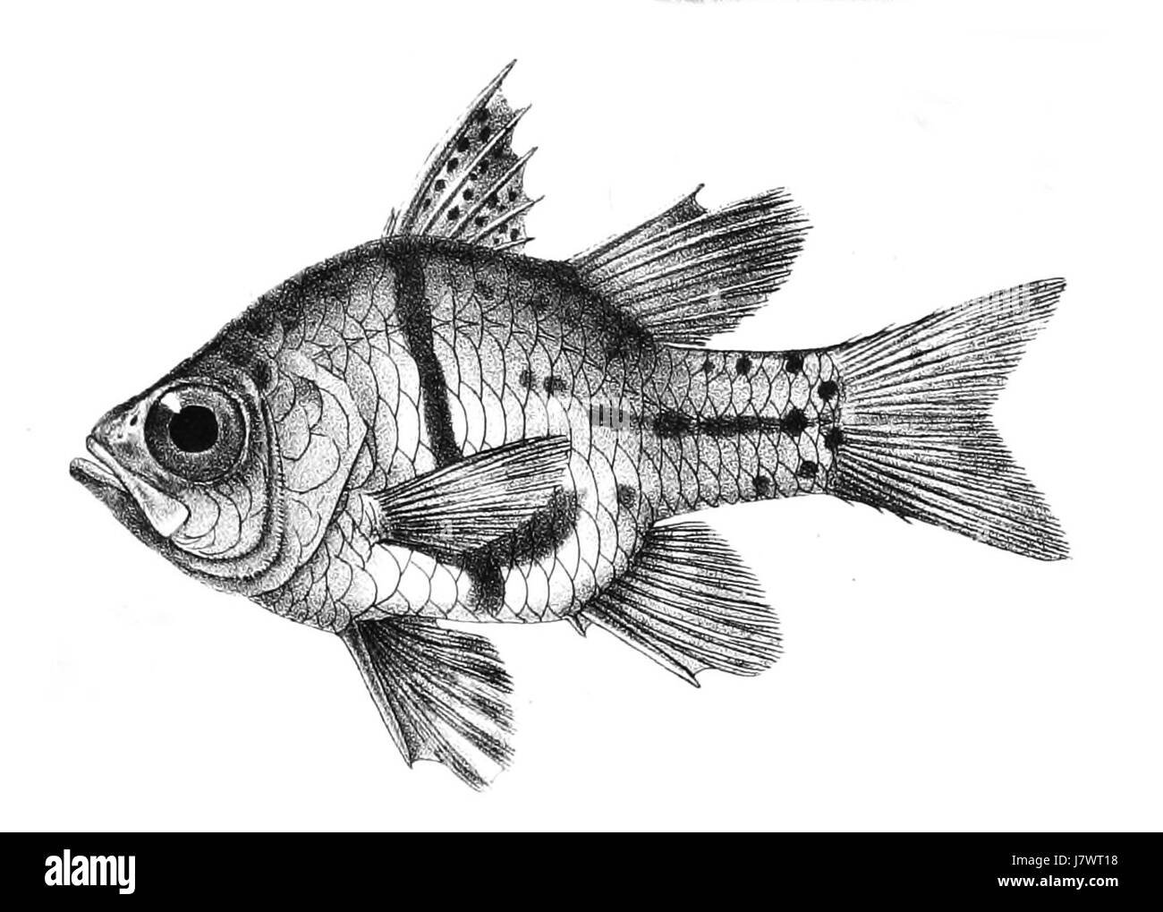 Apogon orbicularis, communément appelé le poisson cardinal, est une espèce de poisson marin. Il est caractérisé par sa coloration brillante et distincte et se trouve généralement dans les récifs coralliens de la région Indo-Pacifique. Ce spécimen particulier a été identifié par Ford en 2017, contribuant ainsi à la recherche en biologie marine. Banque D'Images