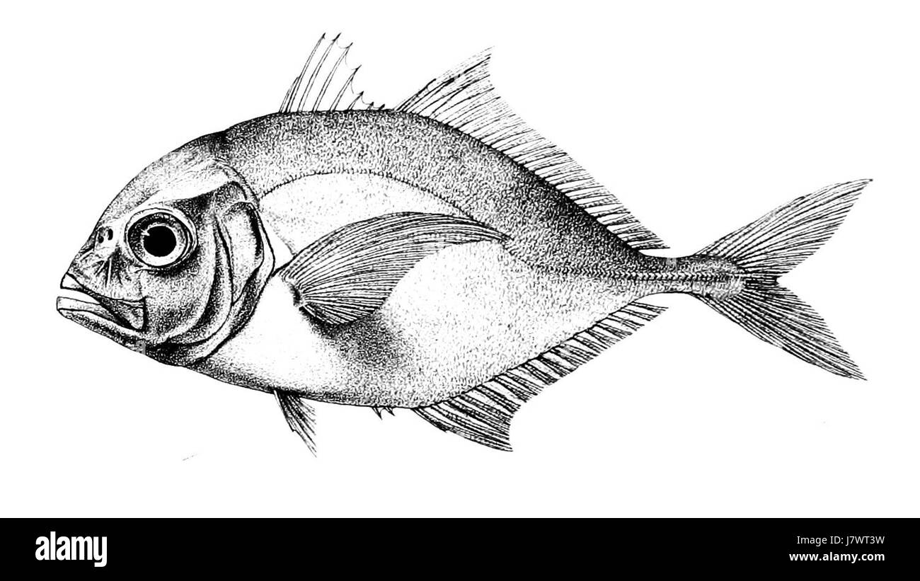 *Caranx malabaricus*, communément connu sous le nom de Malabar jack, est une espèce de poisson que l’on trouve dans l’Indo-Pacifique. Cette illustration de Ford 506 montre les caractéristiques distinctes du poisson, connu pour son corps argenté et sa queue tranchante et fourchue. C'est une espèce prédatrice que l'on trouve souvent dans les récifs coralliens et les eaux côtières. Banque D'Images
