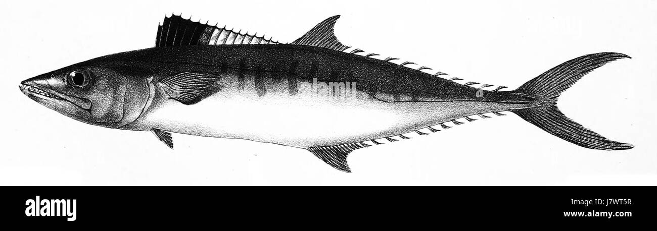 Cybium commersonii, communément connu sous le nom de trevally géant, est un poisson prédateur trouvé dans les eaux chaudes et tropicales. L'espèce est remarquable pour sa force et sa taille, ce qui en fait une capture recherchée par les pêcheurs sportifs et une espèce importante dans les écosystèmes marins. Banque D'Images