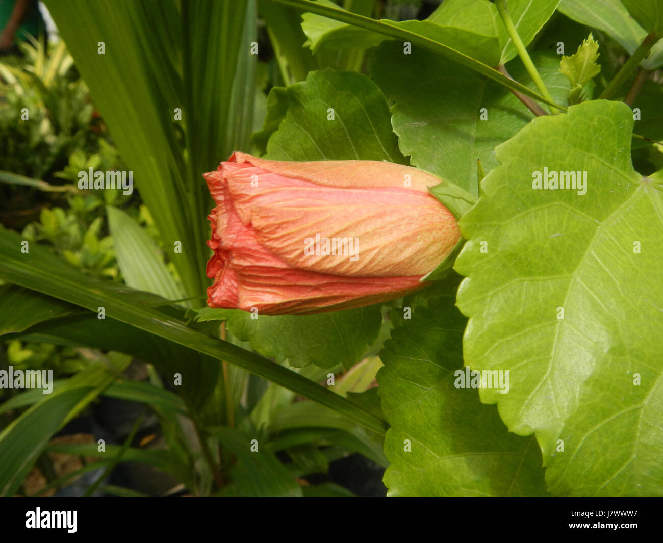 Hibiscus rosa sinensis, communément appelé hibiscus chinois, est une plante tropicale originaire des Philippines, caractérisée par ses fleurs vibrantes et sa valeur ornementale dans l'aménagement paysager. Banque D'Images