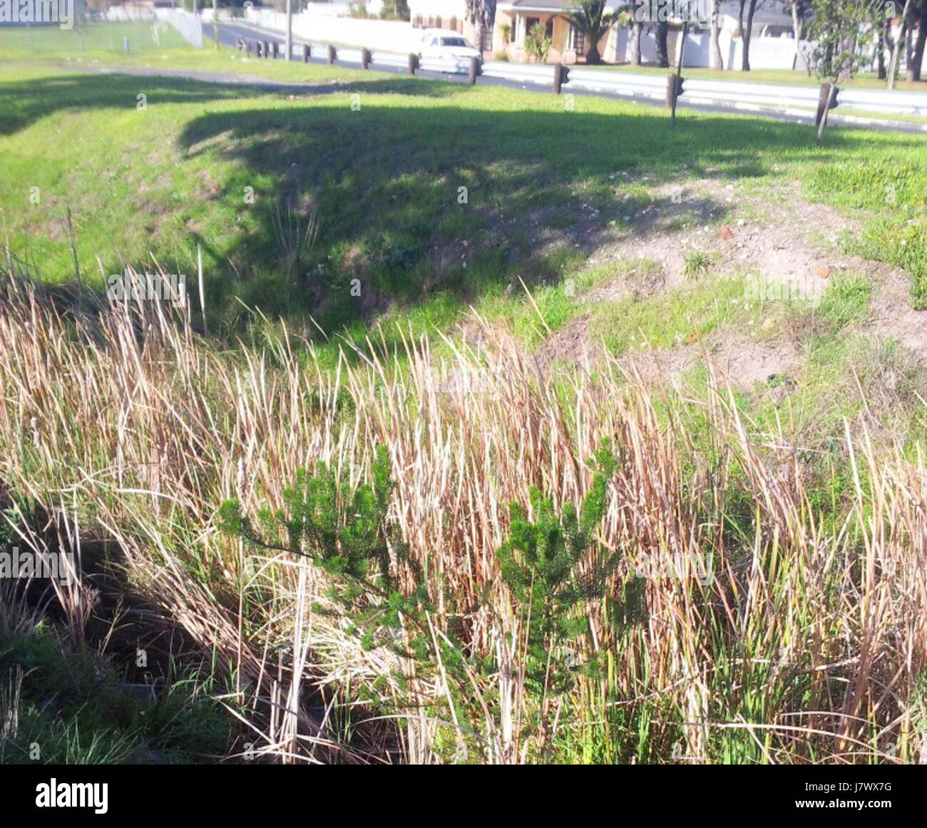 1 Psoralea pinnata Kenwyn Nature Park Cape Town Banque D'Images