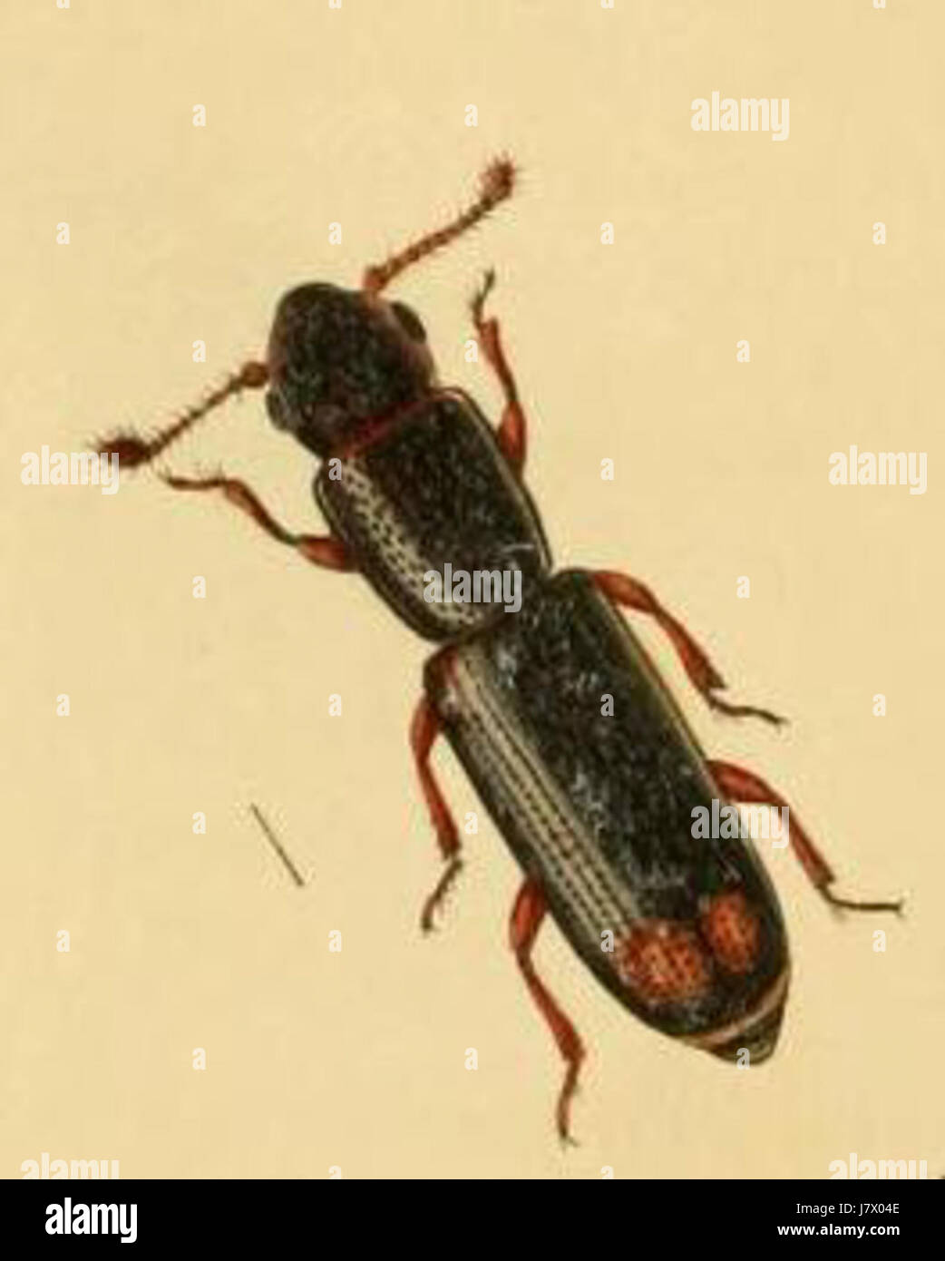 La planche 579 de 'British Entomology volume 2' montre une illustration détaillée d'une espèce d'insecte originaire de Grande-Bretagne. La gravure fait partie d'une série documentant la diversité de la vie des insectes dans les îles britanniques. Banque D'Images