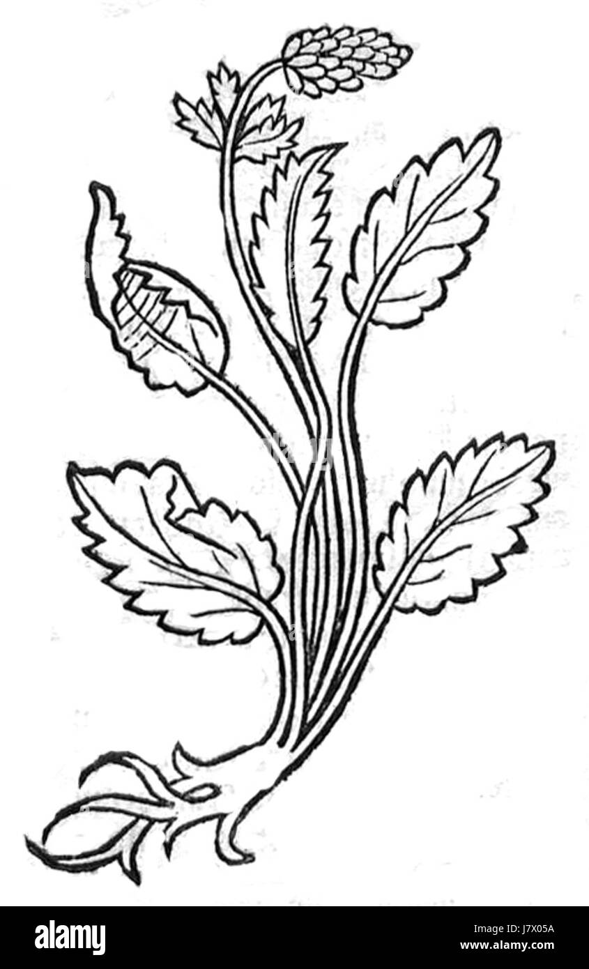 Betonie Hortus fait référence à un jardin botanique ou à une collection de plantes nommées d'après la figure Betonie, probablement liée aux traditions indigènes ou amérindiennes. Ce jardin peut se concentrer sur des plantes médicinales ou des plantes d'importance culturelle. Banque D'Images