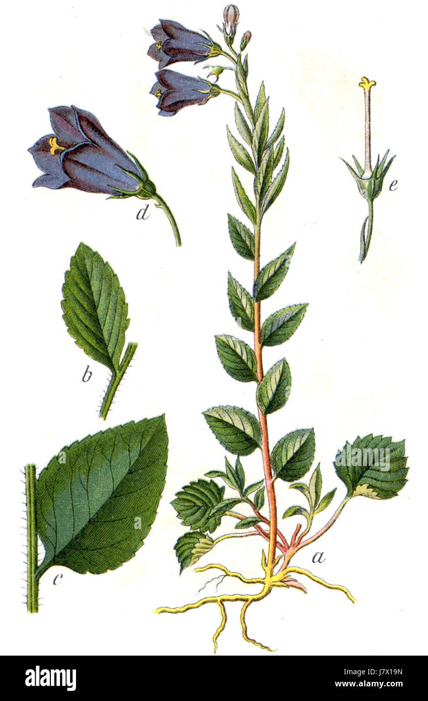 Campanula rhomboidalis est une espèce de plante à fleurs de la famille des Campanulaceae, connue pour ses feuilles en forme de rhomboïde et ses fleurs en forme de cloche. Il est originaire de certaines parties de l'Europe et se trouve souvent dans les zones herbeuses et montagneuses. Banque D'Images