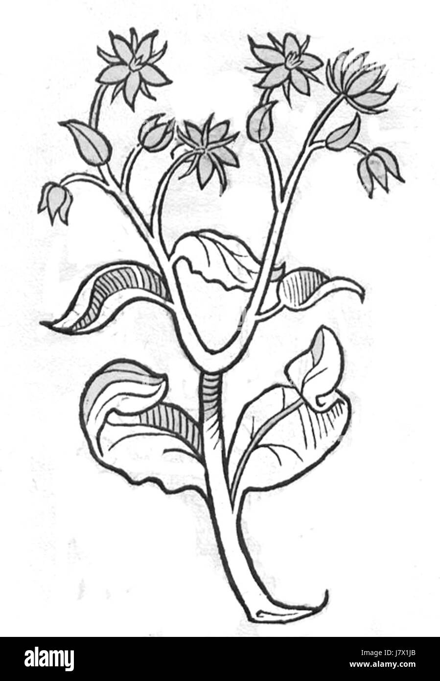 Une référence au Borago, un genre de plantes de la famille des Boraginaceae, souvent cultivées pour ses propriétés médicinales et utilisées dans les jardins (Hortus). Banque D'Images