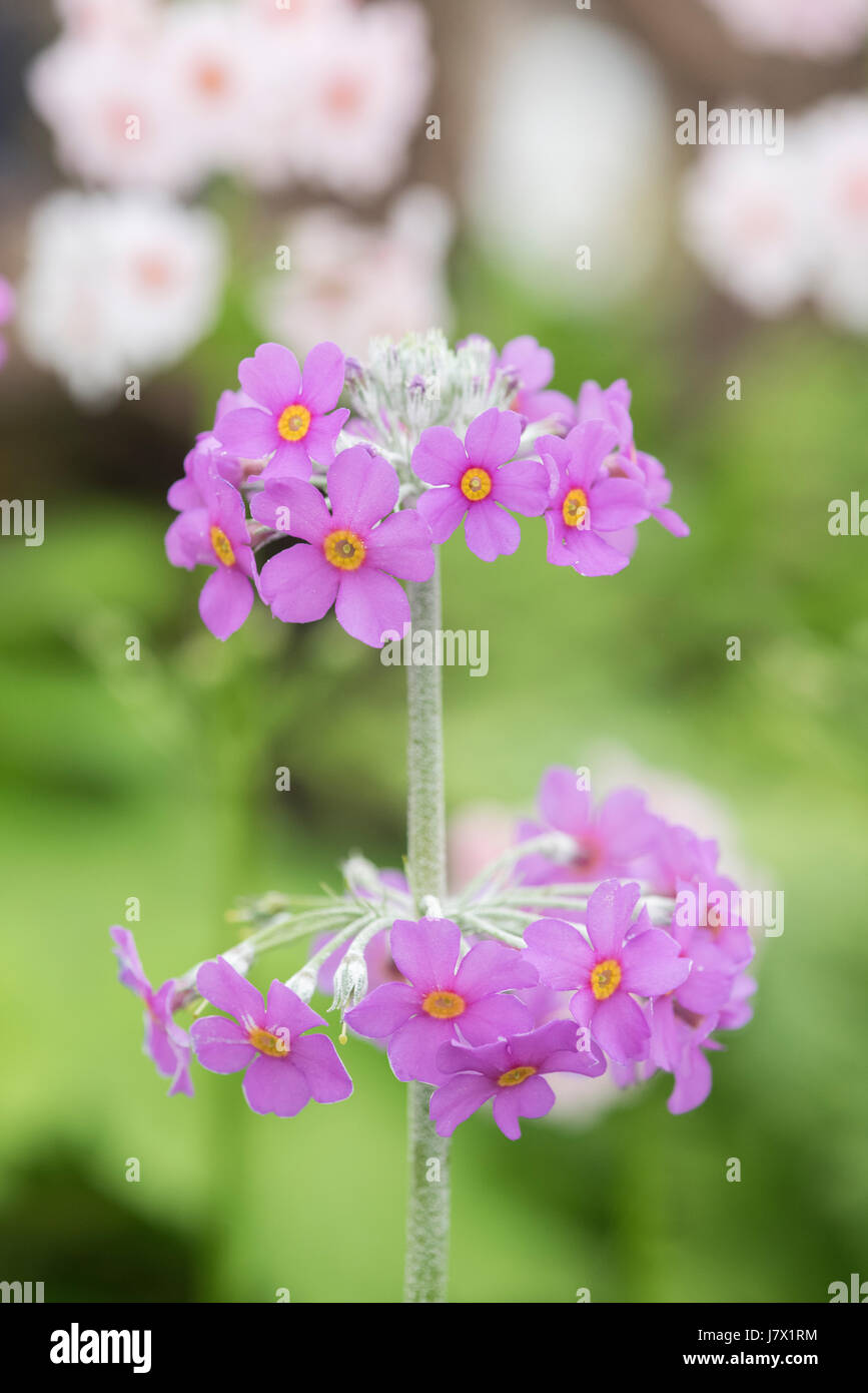 Primula Beesiana. Candelabra primevère. Fleurs de primevères candélabres Banque D'Images