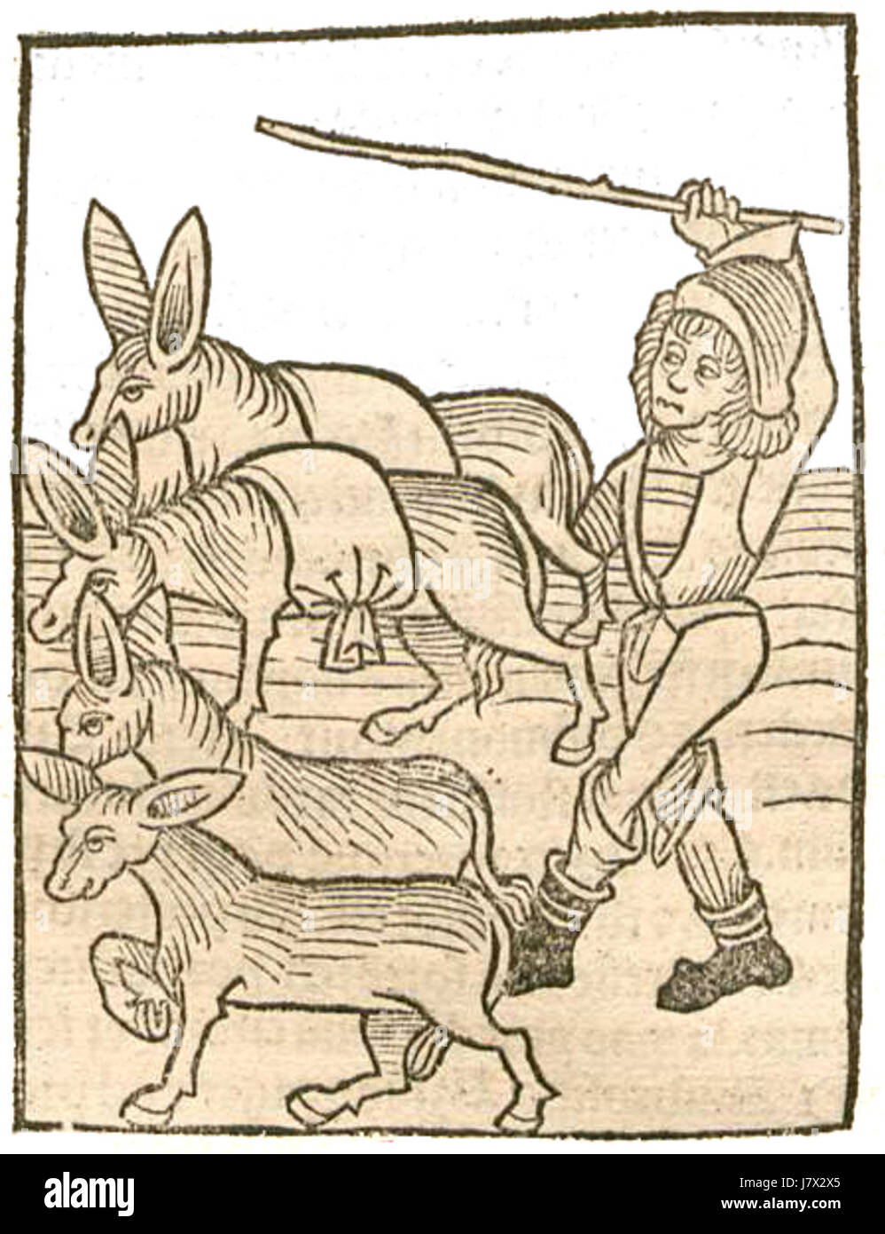 Asinus Esel Banque D'Images Asinus Esel Banque D'Images