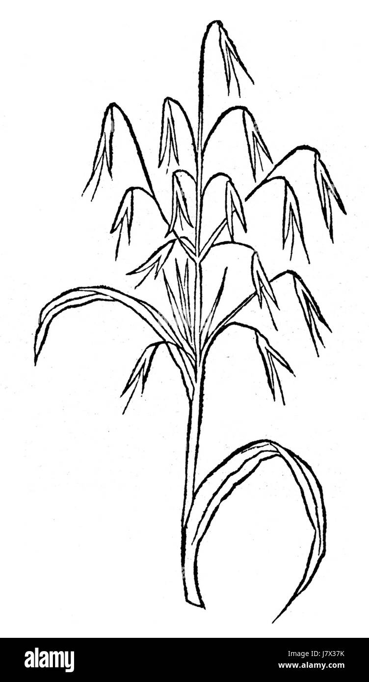Avena Gart est un jardin botanique situé en Allemagne, connu pour sa collection diversifiée d'espèces végétales et son rôle dans la recherche botanique et l'éducation. Banque D'Images