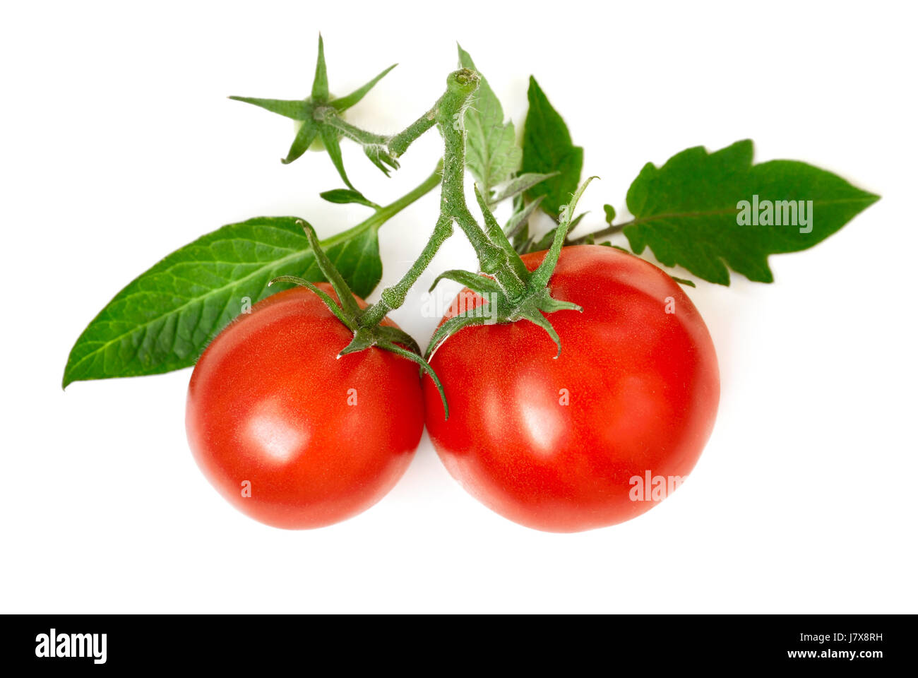 Feuilles vert isolés européen vierge Légumes Tomates Tomates page caucasienne Banque D'Images