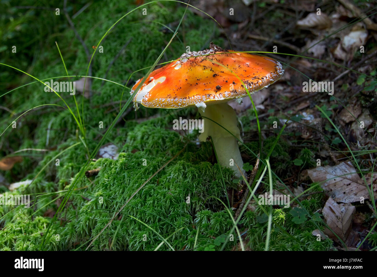 Drogues drogues toxicomanogènes matériel anesthésique agaric fly champignon forêt Banque D'Images