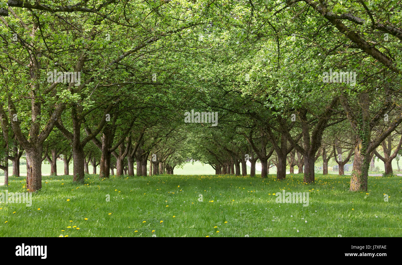 Paysage streuobstwiese Banque D'Images