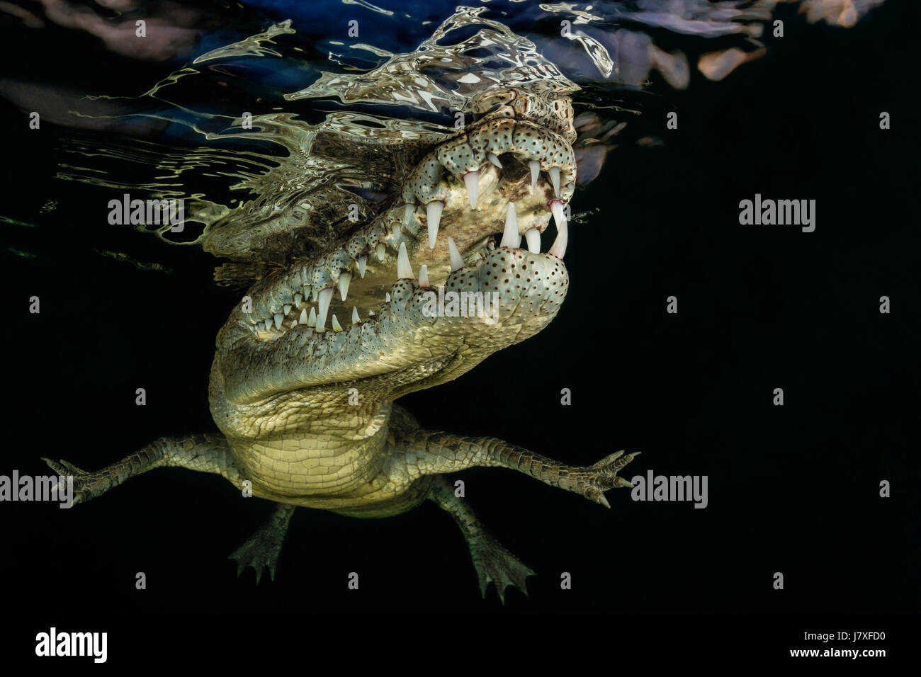 Crocodile, Crocodylus acutus, Jardines de la Reina, Cuba Banque D'Images