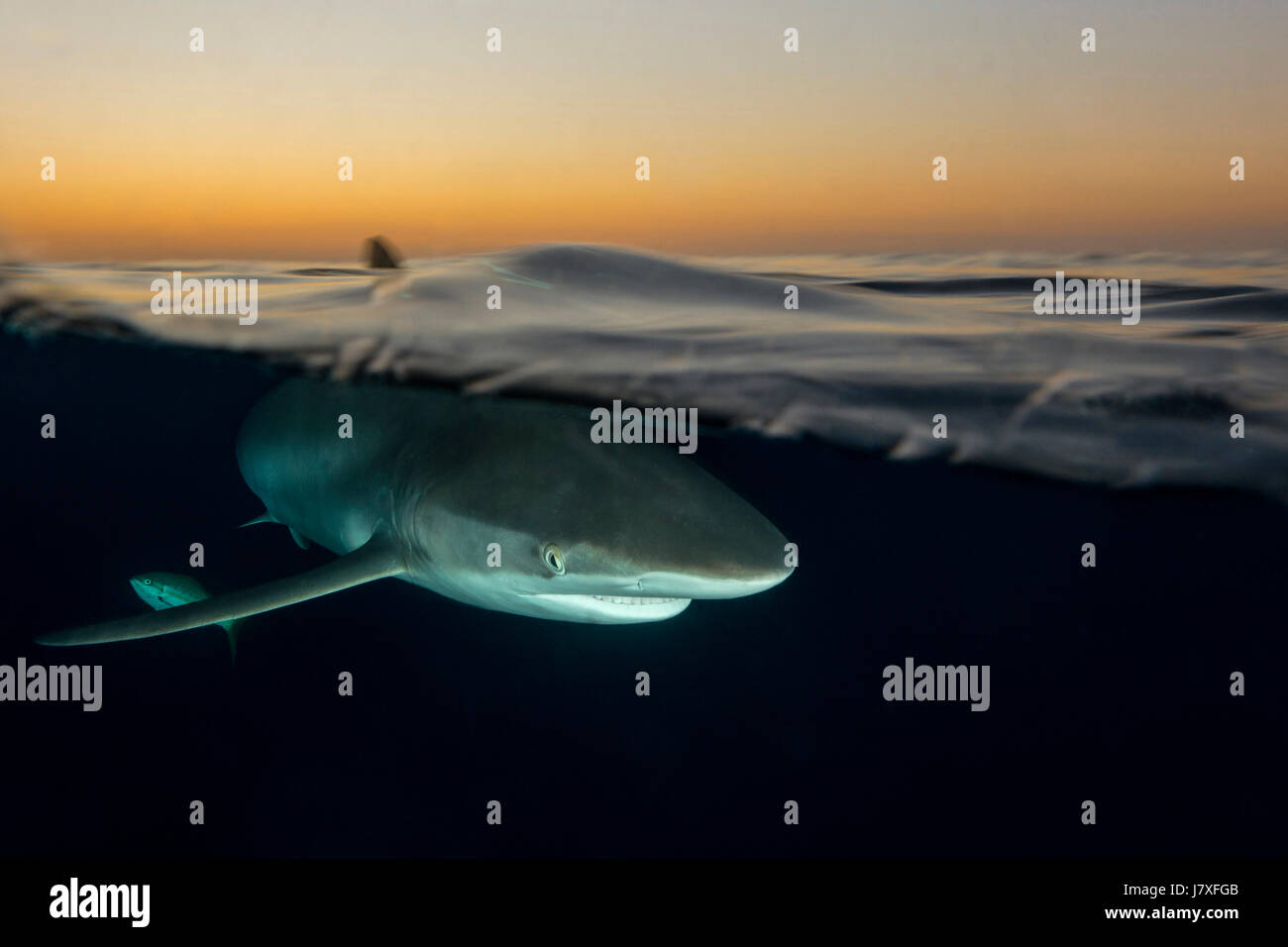 Le requin soyeux, Carcharhinus falciformis, Jardines de la Reina, Cuba Banque D'Images