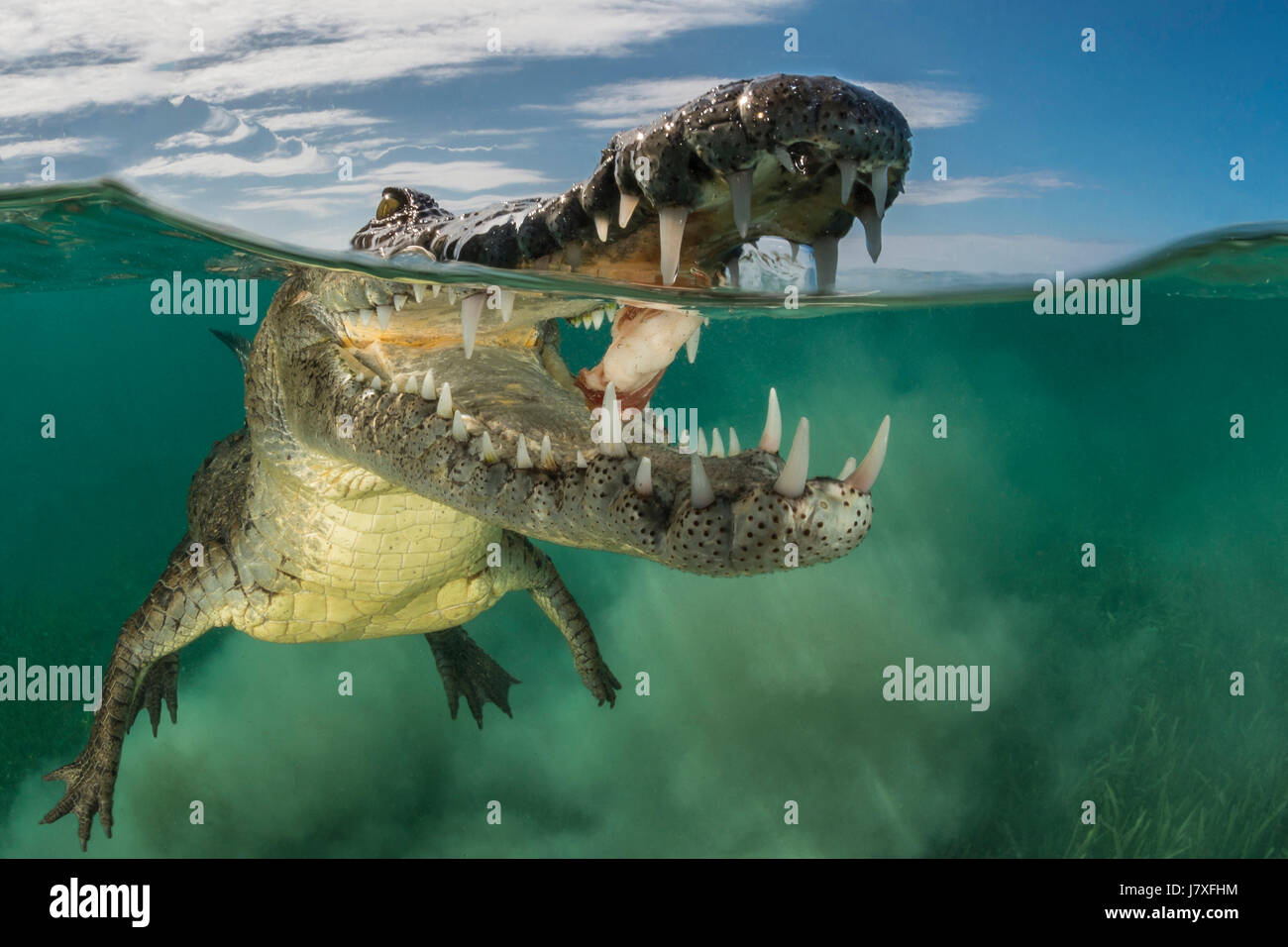 Crocodile, Crocodylus acutus, Jardines de la Reina, Cuba Banque D'Images