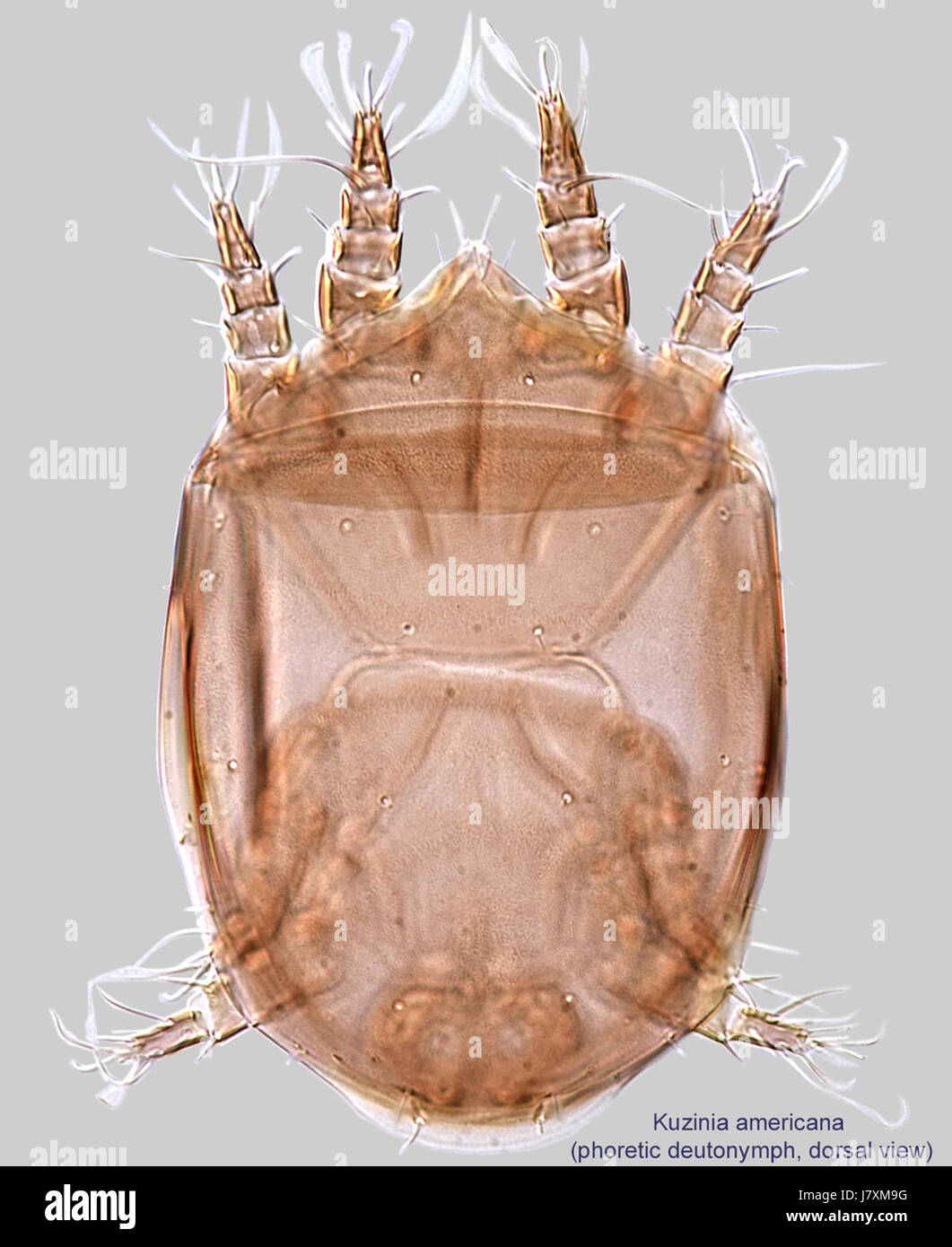 Cette image fait probablement référence à un spécimen botanique de *Kuzinia americana*, identifié dans une collection au BMOC (un musée botanique ou un institut de recherche). Le spécimen pourrait être une partie importante de la recherche botanique sur les plantes indigènes d'Amérique. Banque D'Images