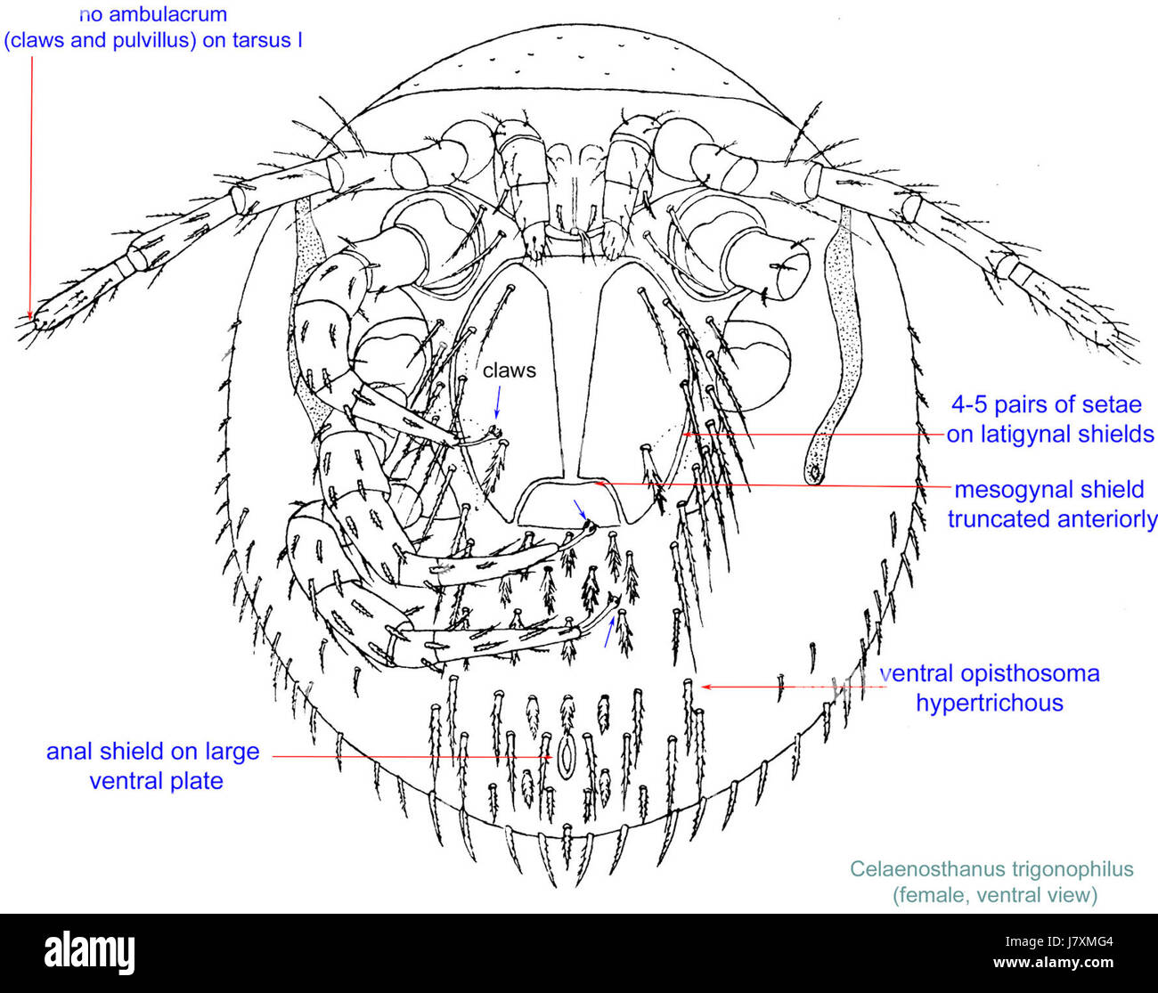 Cette entrée fait référence à l'espèce Celaenosthanus trigonophilus, documentée dans une publication de recherche de 1930 par Vitzthum. L'espèce est connue pour ses caractéristiques uniques au sein du règne animal. Banque D'Images