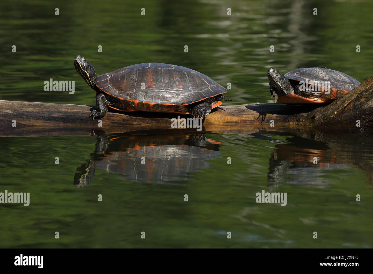 À ventre rouge du nord (tortues Pseudemys rubriventris), le Maryland, le pèlerin, l'UICN liste rouge 'quasi menacé' espèce, également connu sous le nom de Red-bellied cooter Banque D'Images