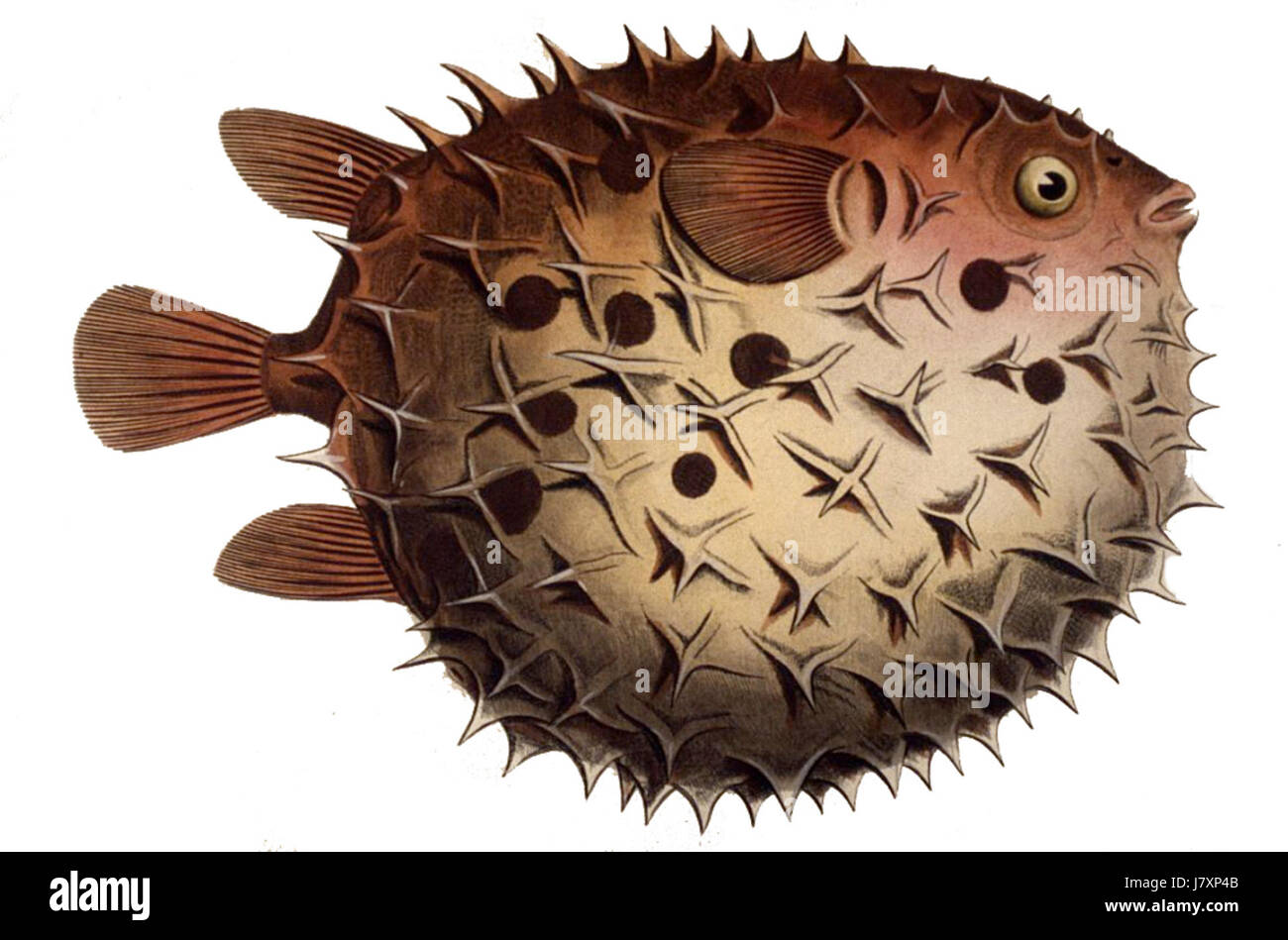 Cyclichthys orbicularis est une espèce de poisson appartenant à la famille des Tetraodontidae, communément appelée le porc-épic. Ce poisson est connu pour sa capacité à gonfler et son aspect épineux. Banque D'Images