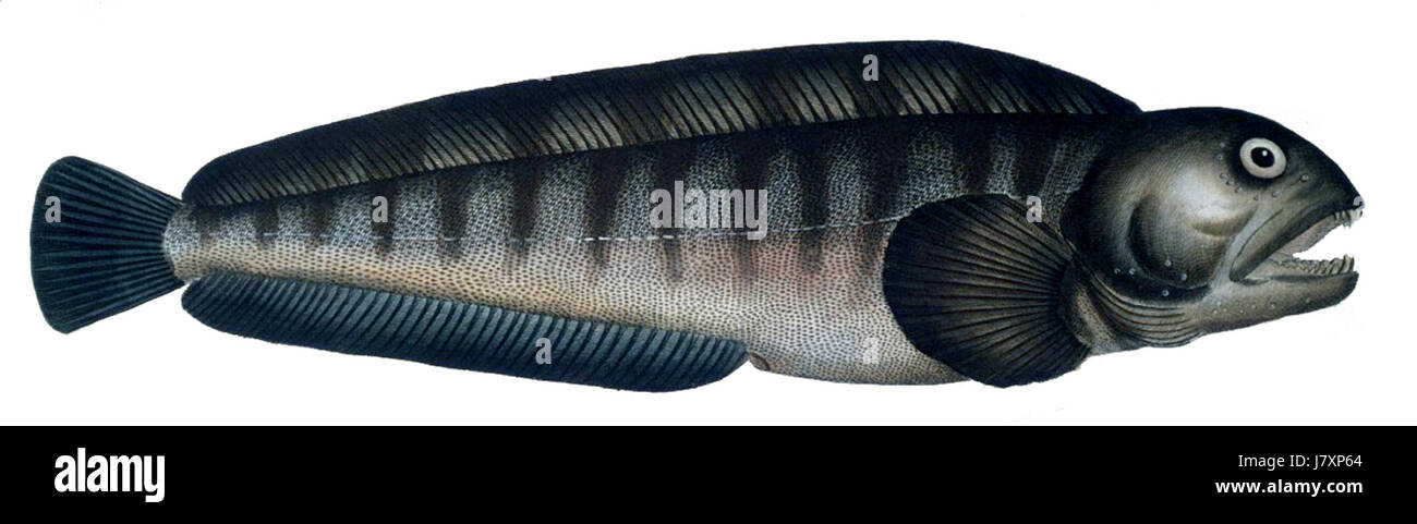 Anarhichas lupus, communément appelé le poisson loup, est une espèce marine trouvée dans les eaux froides. Il est reconnu pour ses mâchoires fortes et ses habitudes alimentaires carnivores, habitant souvent les fonds marins rocheux de l'Atlantique Nord. Banque D'Images Anarhichas lupus, communément appelé le poisson loup, est une espèce marine trouvée dans les eaux froides. Il est reconnu pour ses mâchoires fortes et ses habitudes alimentaires carnivores, habitant souvent les fonds marins rocheux de l'Atlantique Nord. Banque D'Images