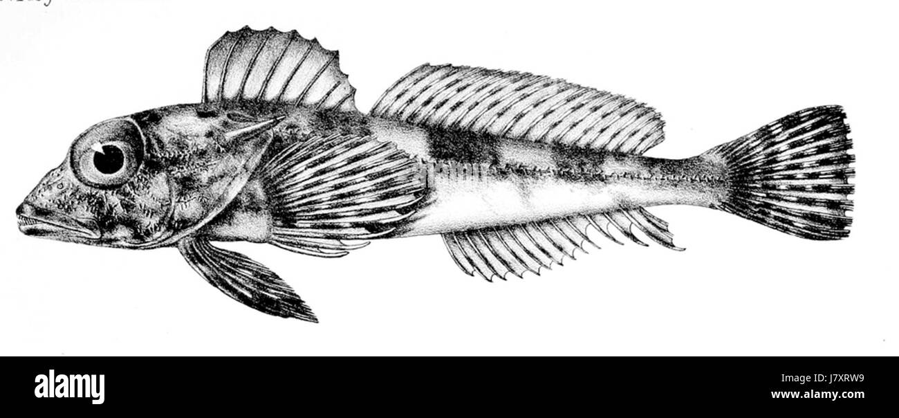 Bovichtus angustifrons est une espèce de poisson connue pour ses caractéristiques distinctives et son habitat, contribuant à la diversité de la vie marine dans son environnement indigène. Banque D'Images