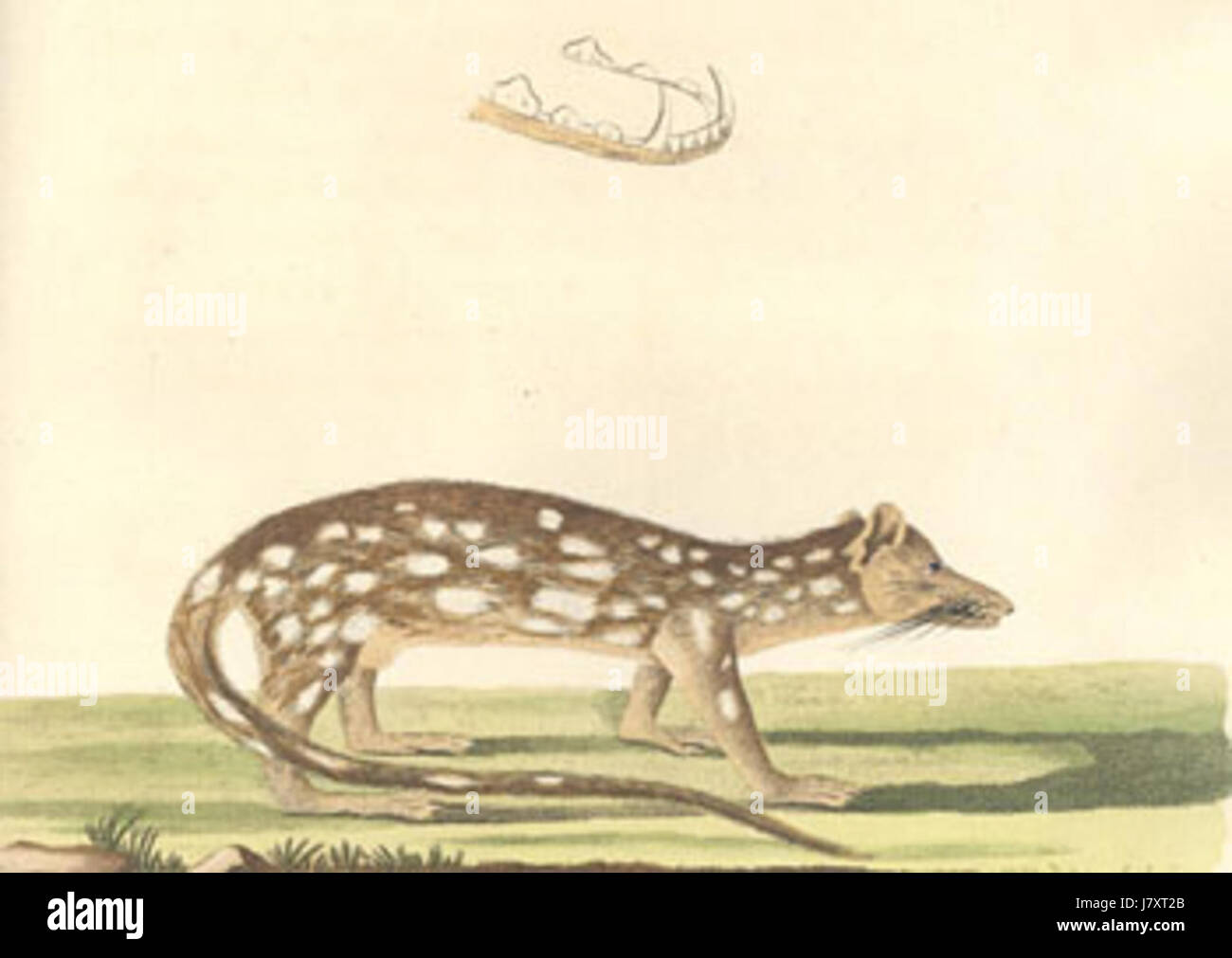 Dasyurus maculatus 17890101 Banque D'Images