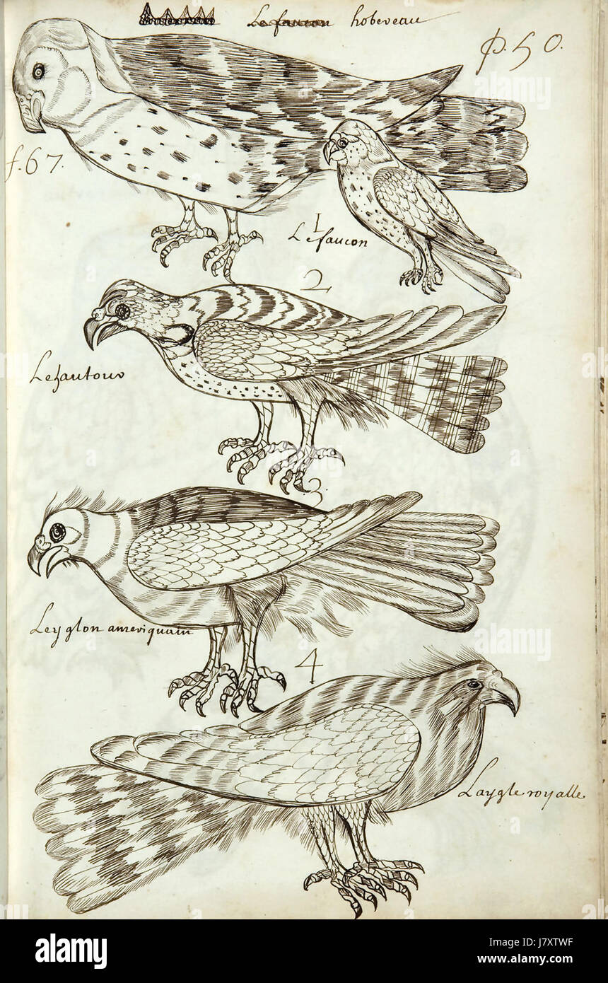 Le Codex canadensis, p. 50 Banque D'Images