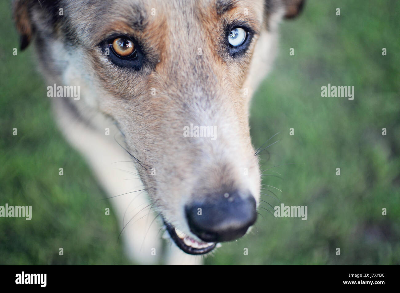 Mixed Breed Berger Banque D'Images