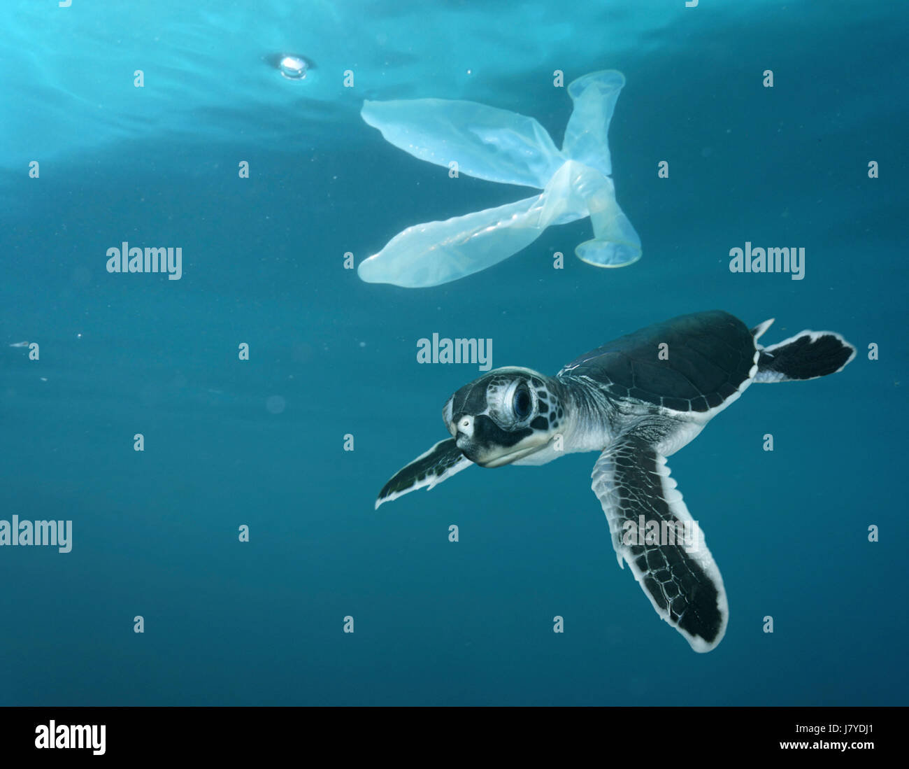 Bebe Tortue De Mer Piscine Par Un Condom Ordures Flottant En Surface Portugal Photo Stock Alamy