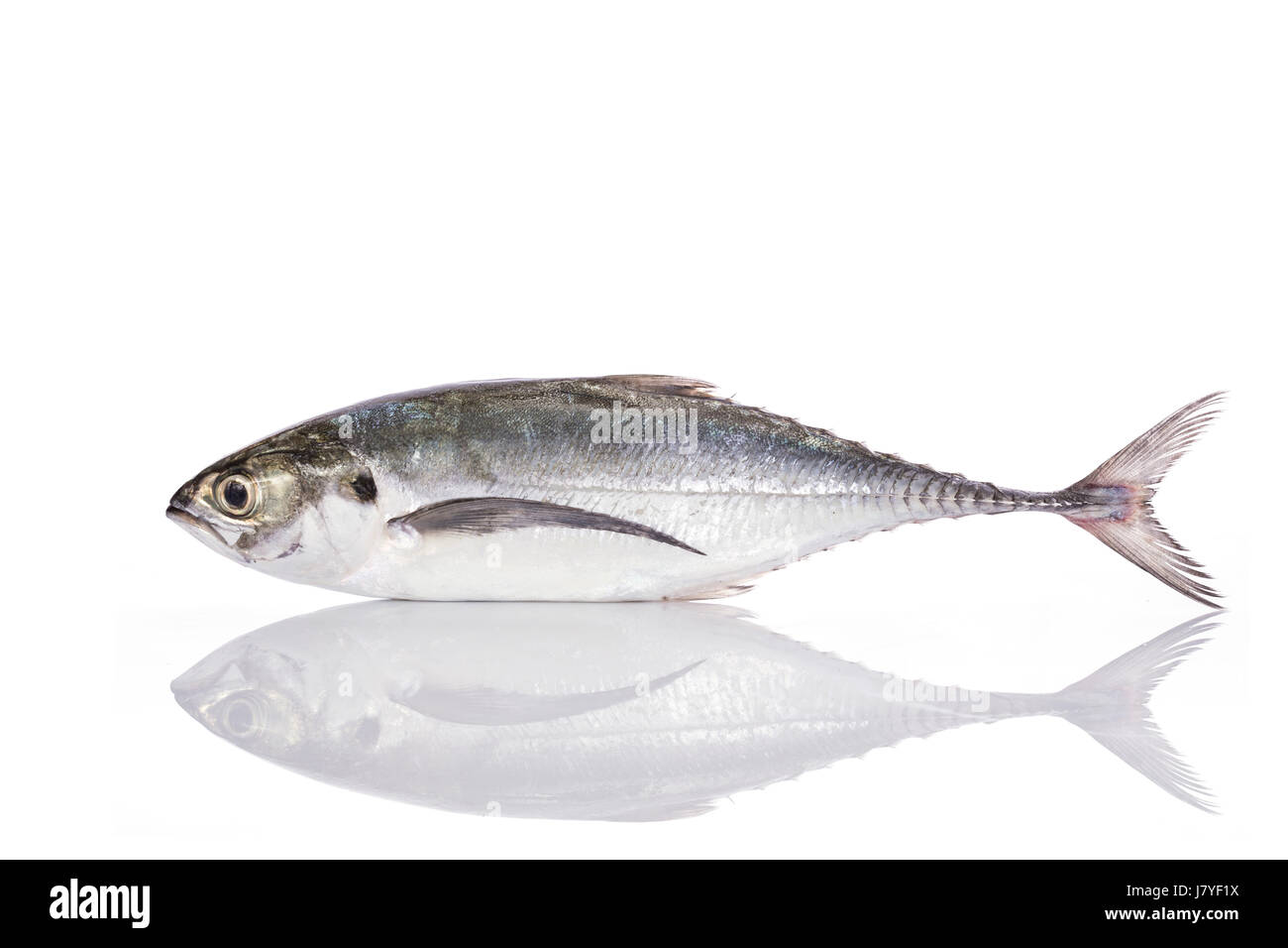 Poisson frais (scad torpille). Studio shot isolé sur fond blanc Banque D'Images