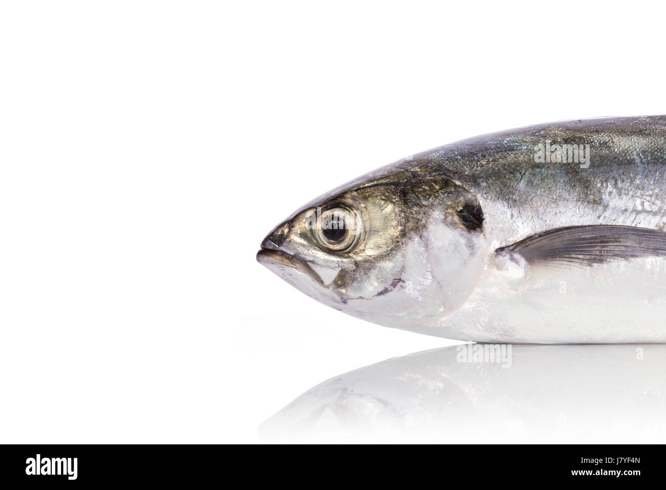 Poisson frais (scad torpille). Studio shot isolé sur fond blanc Banque D'Images