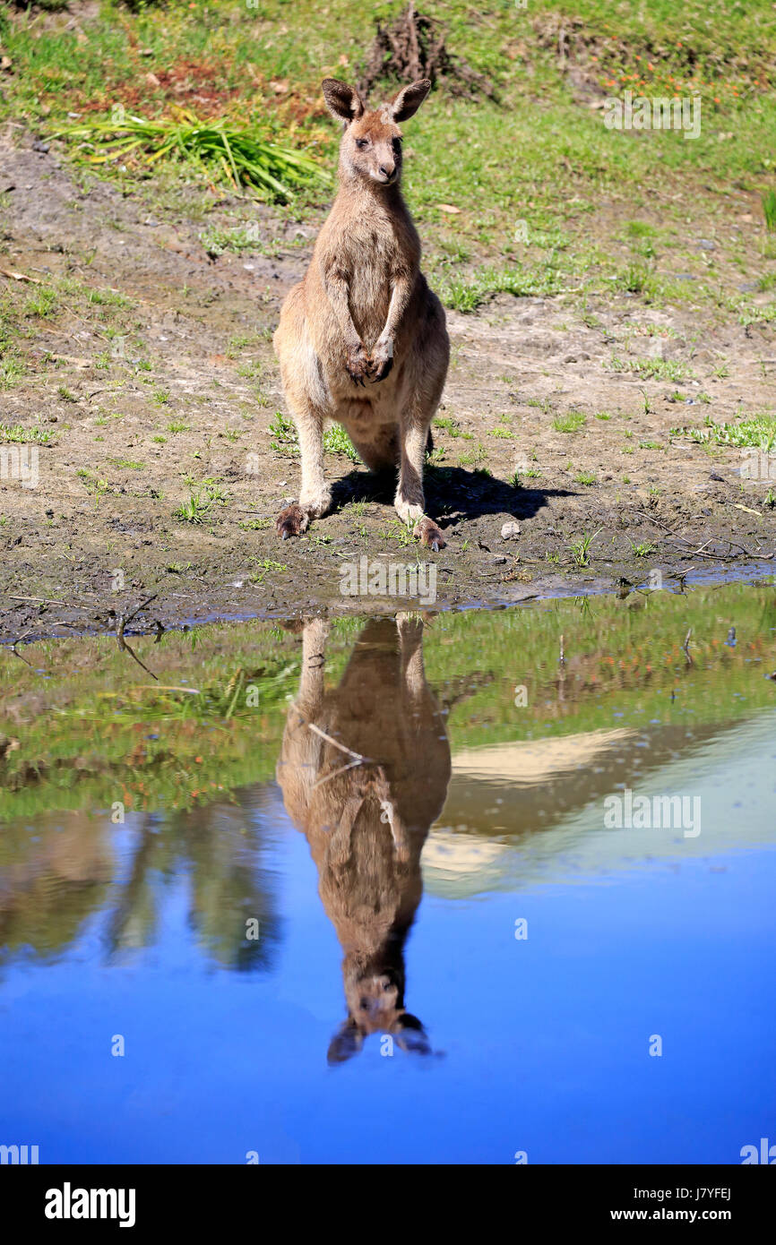 Le kangourou gris (Macropus giganteus), chez les hommes adultes, à l'eau, joyeux, Murramarang National Park, Nouvelle Galles du Sud Banque D'Images