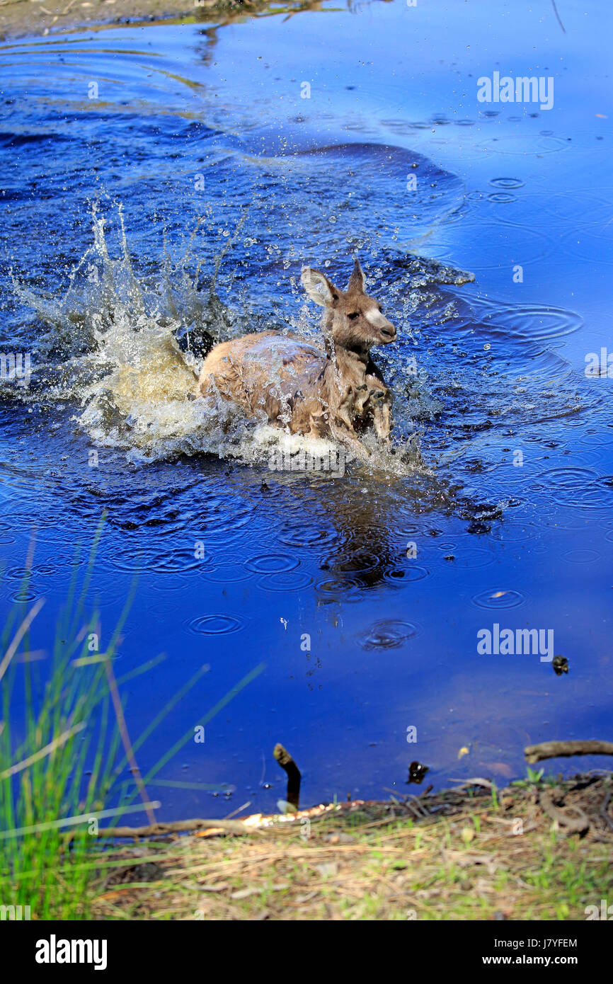 Le kangourou gris (Macropus giganteus), adultes, adultes, l'omble de passage dans l'eau, joyeux, Murramarang National Park Banque D'Images