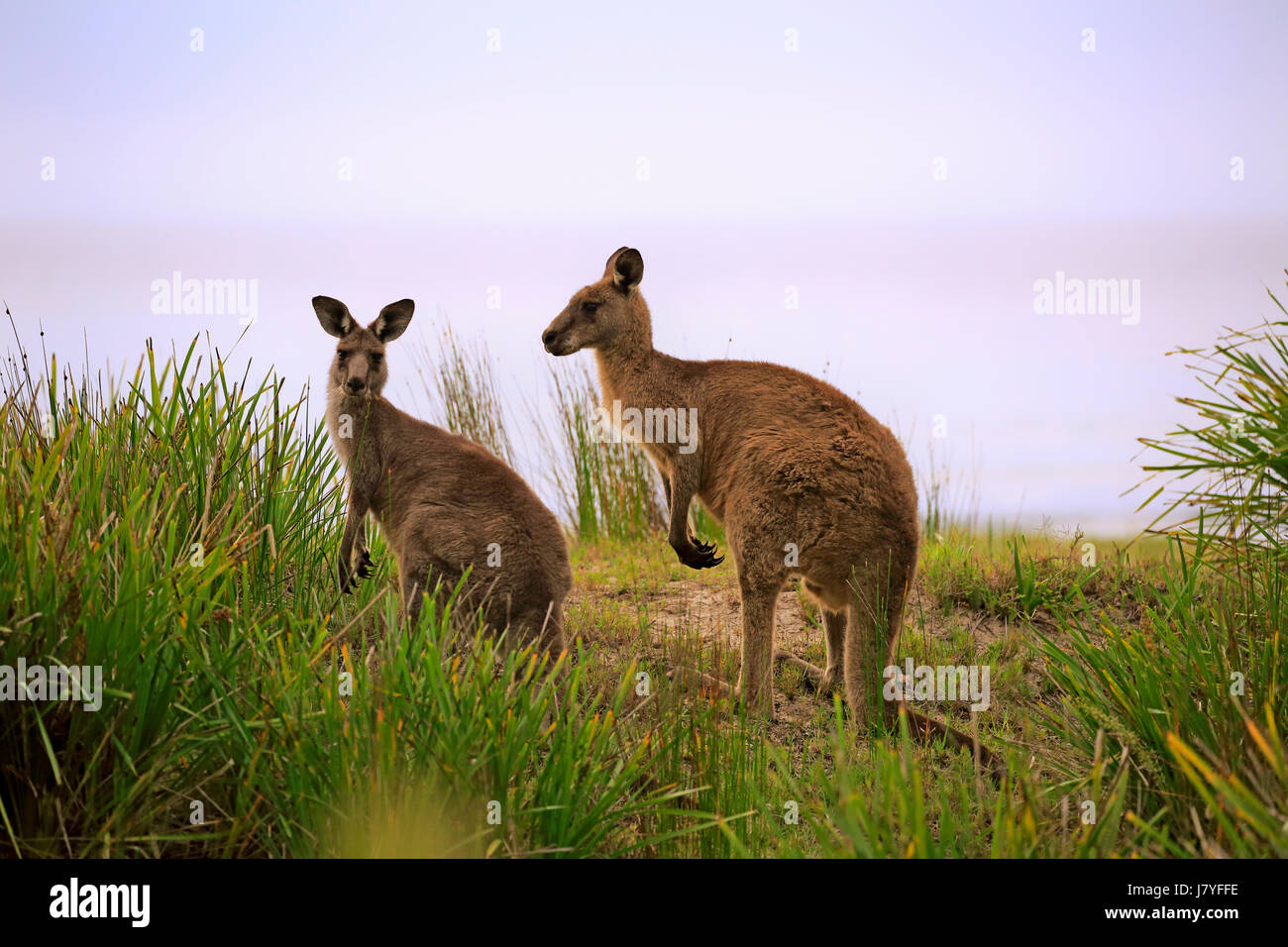 Le kangourou gris (Macropus giganteus), couple d'animaux sur la plage, joyeux, Murramarang National Park, Nouvelle Galles du Sud Banque D'Images
