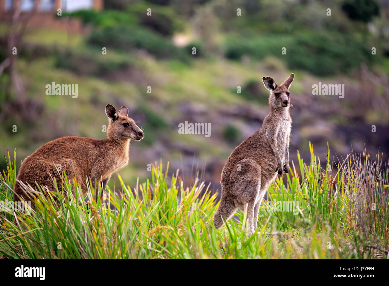 Le kangourou gris (Macropus giganteus), couple d'animaux sur la plage, joyeux, Murramarang National Park, Nouvelle Galles du Sud Banque D'Images