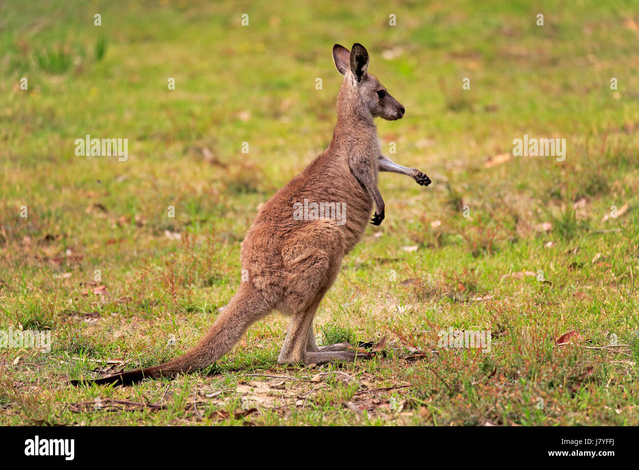 Le kangourou gris (Macropus giganteus), jeune animal, Murramarang National Park, New South Wales, Australie Banque D'Images