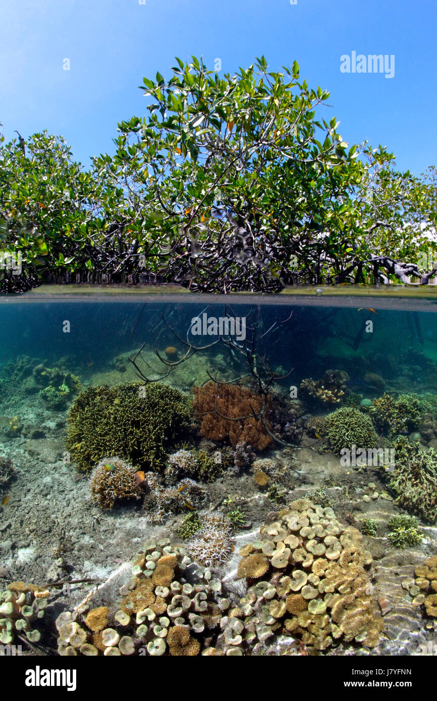 Sur le dessus de la Mangrove Rouge (Rhizophora mangle) dans les eaux peu profondes, ci-dessous, les coraux mous (Sarcophyton crassicaule) et les coraux durs Banque D'Images
