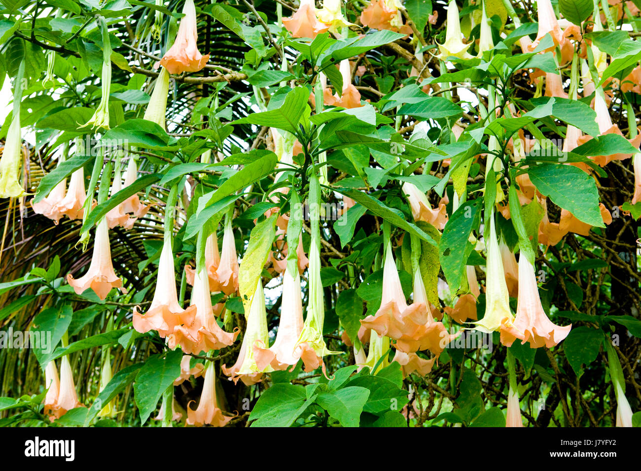 Les feuilles des plantes Fleurs Feuilles nature flore fleurs botanique amérique centrale Central America Banque D'Images