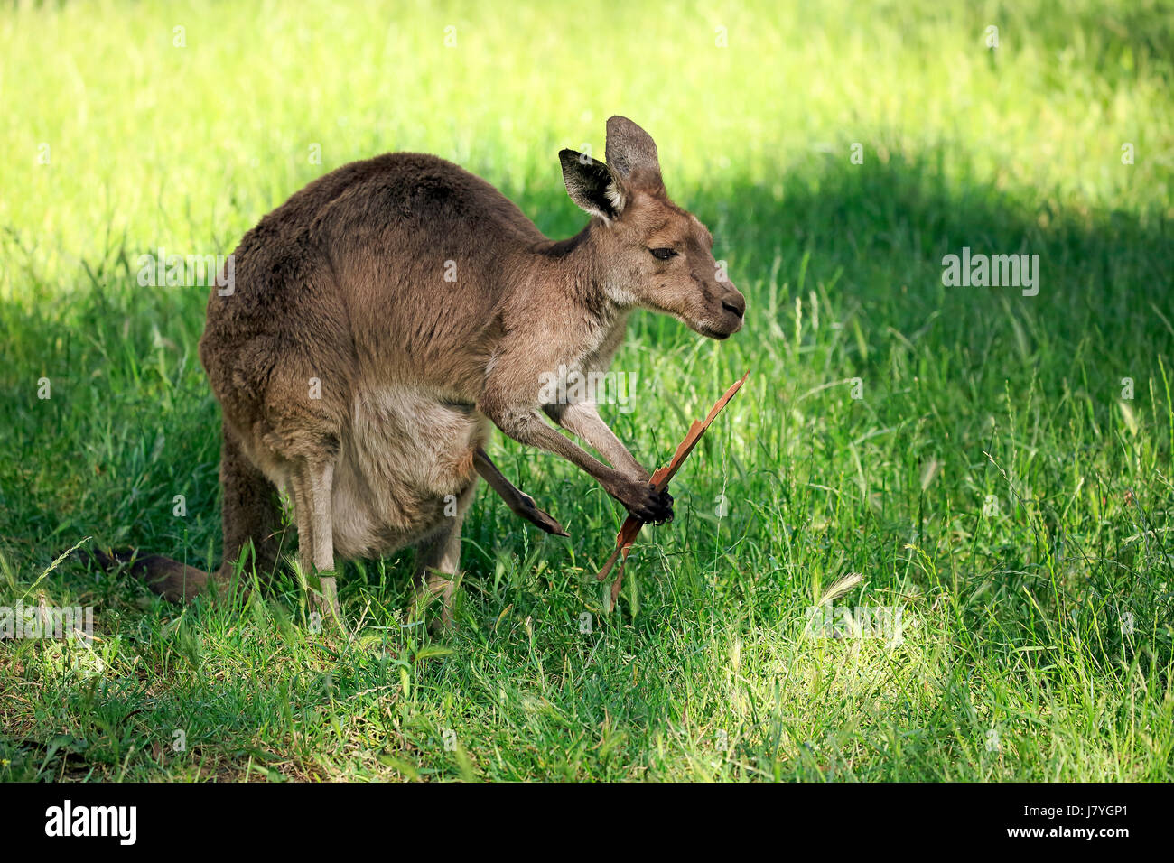 Le kangourou gris (Macropus giganteus), femelle adulte avec l'écorce d'eucalyptus, Mount Lofty, Australie du Sud, Australie Banque D'Images