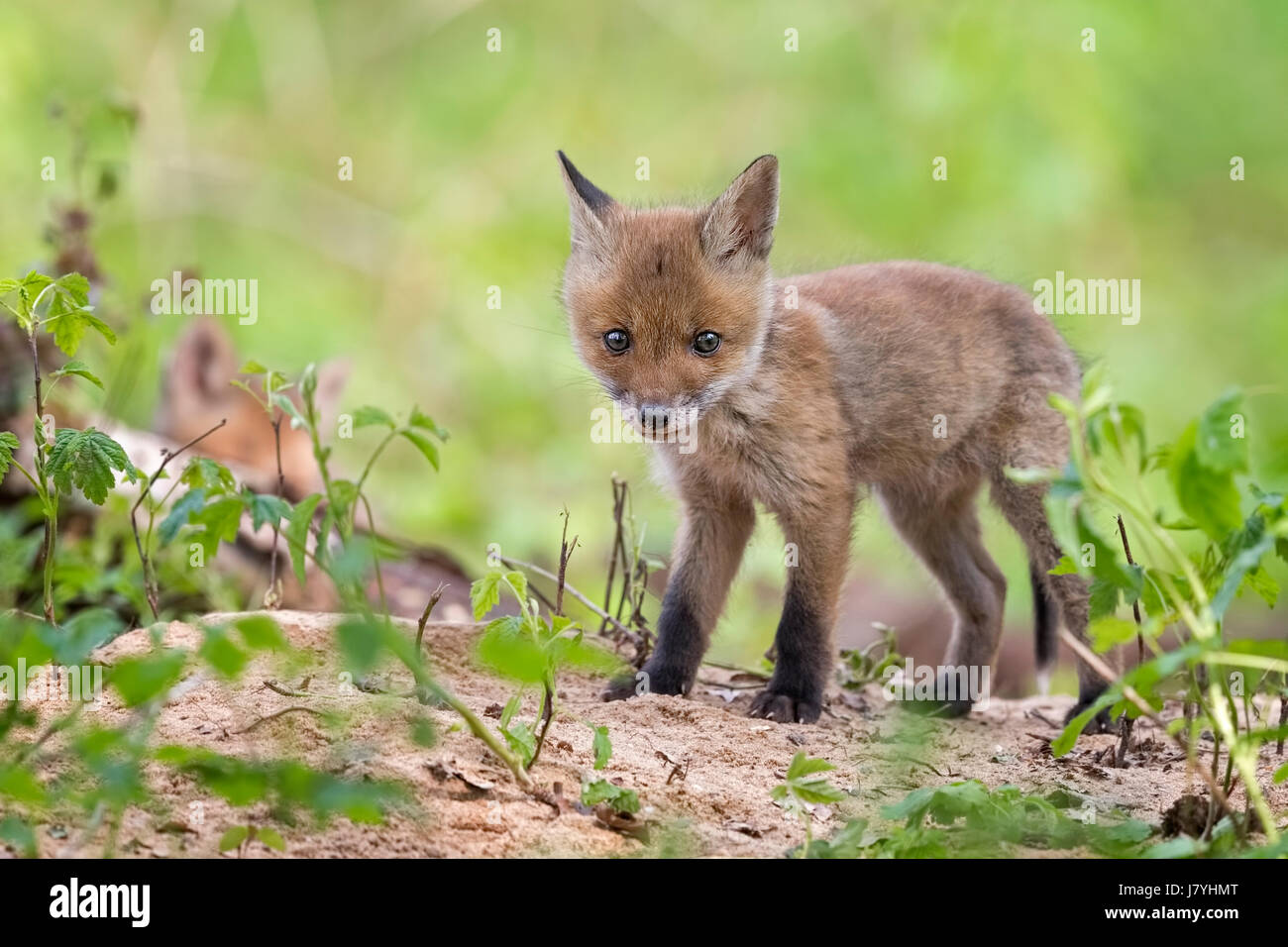 Le renard roux (Vulpes vulpes), minet, jeune animal à la grotte, curieux de la réserve de biosphère, Mittellelbe, Saxe-Anhalt, Allemagne Banque D'Images