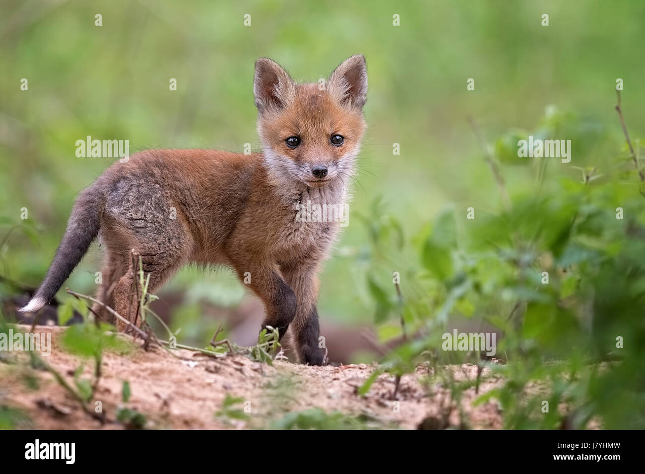 Le renard roux (Vulpes vulpes), minet, jeune animal à la grotte, curieux de la réserve de biosphère, Mittellelbe, Saxe-Anhalt, Allemagne Banque D'Images
