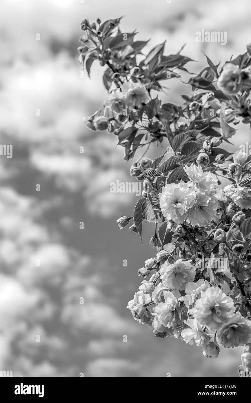 Vintage Noir Et Blanc Banque D Image Et Photos Alamy