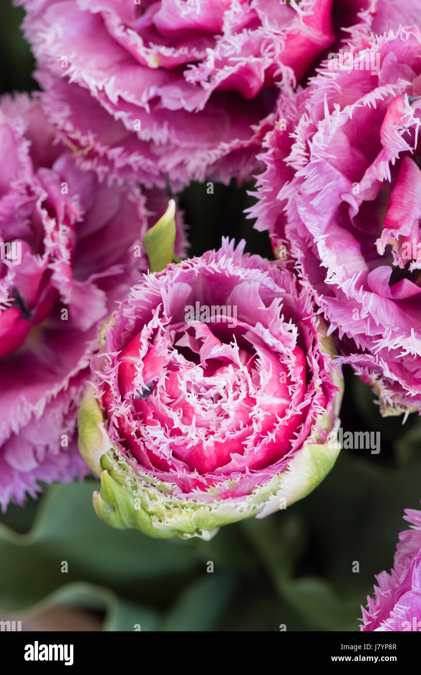 Tulip 'Mascotte'. Tulip Fin Double Mascotte pivoine. Tulipe frangée Banque D'Images