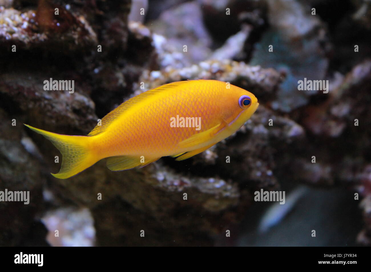 Les poissons des fonds marins colorés recif dans l'aquarium Banque D'Images