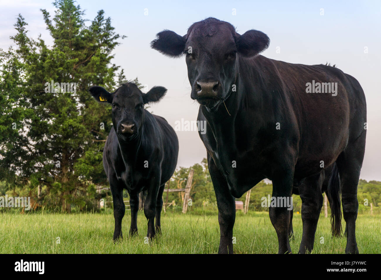Black Angus vaches Texas Banque D'Images