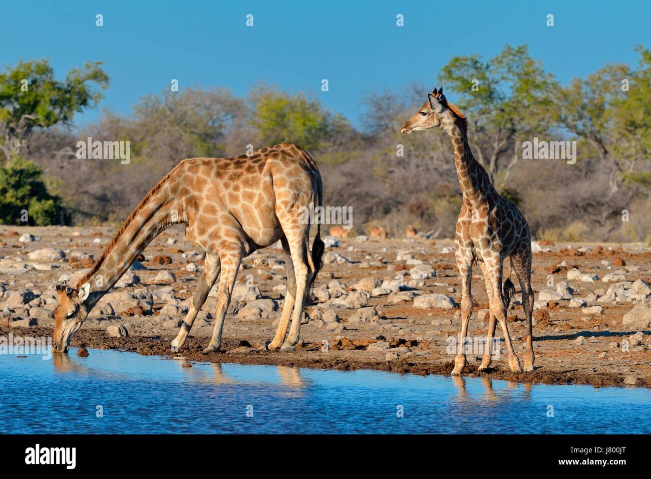 Les Girafes girafes angolais ou namibienne (Giraffa camelopardalis), la mère avec les jeunes de l'alcool au point d'Etosha National Park, Namibie, Afrique Banque D'Images