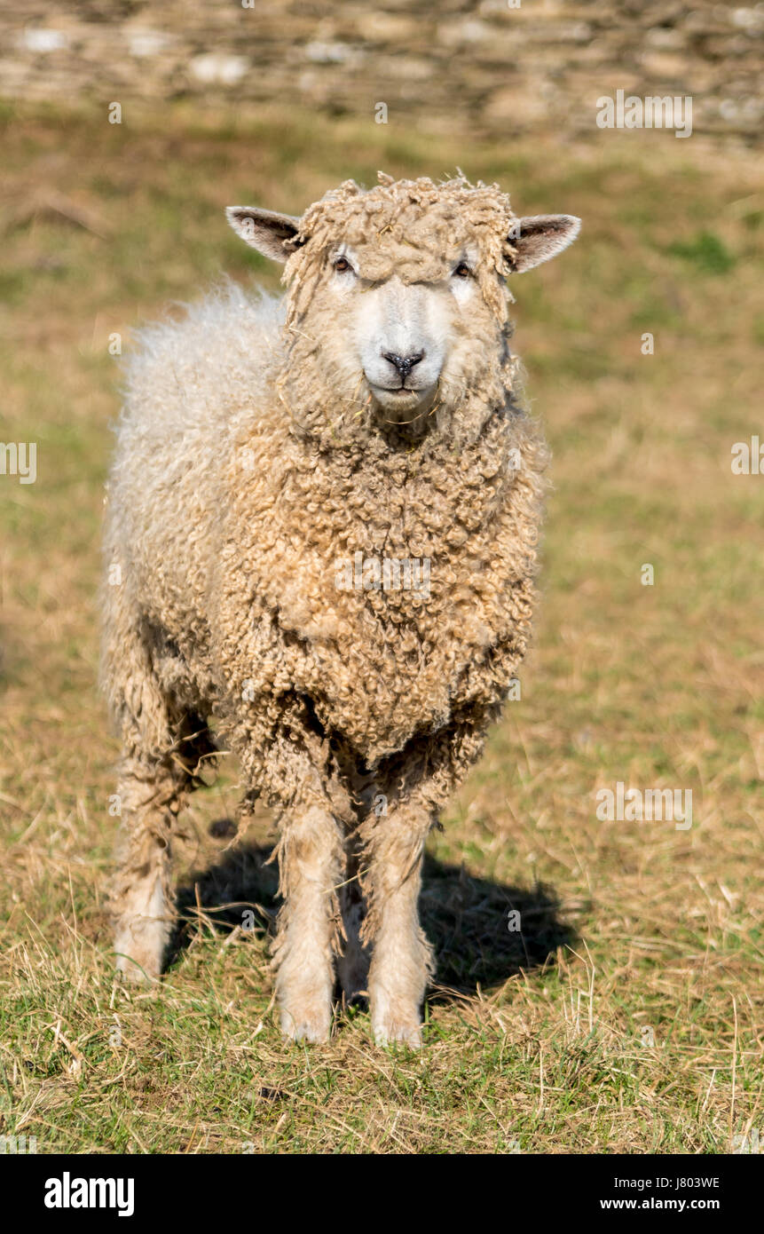 Cotswold race rare des moutons paissant dans soleil du printemps Banque D'Images