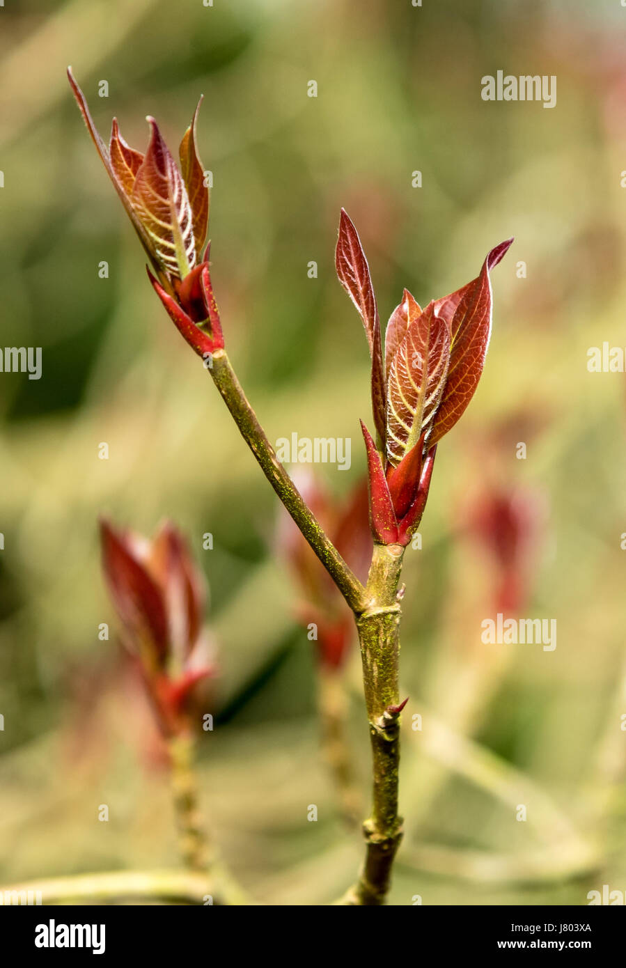 De nouveaux bourgeons des feuilles d'un arbre d'éclater de emmenopterys henryi Banque D'Images