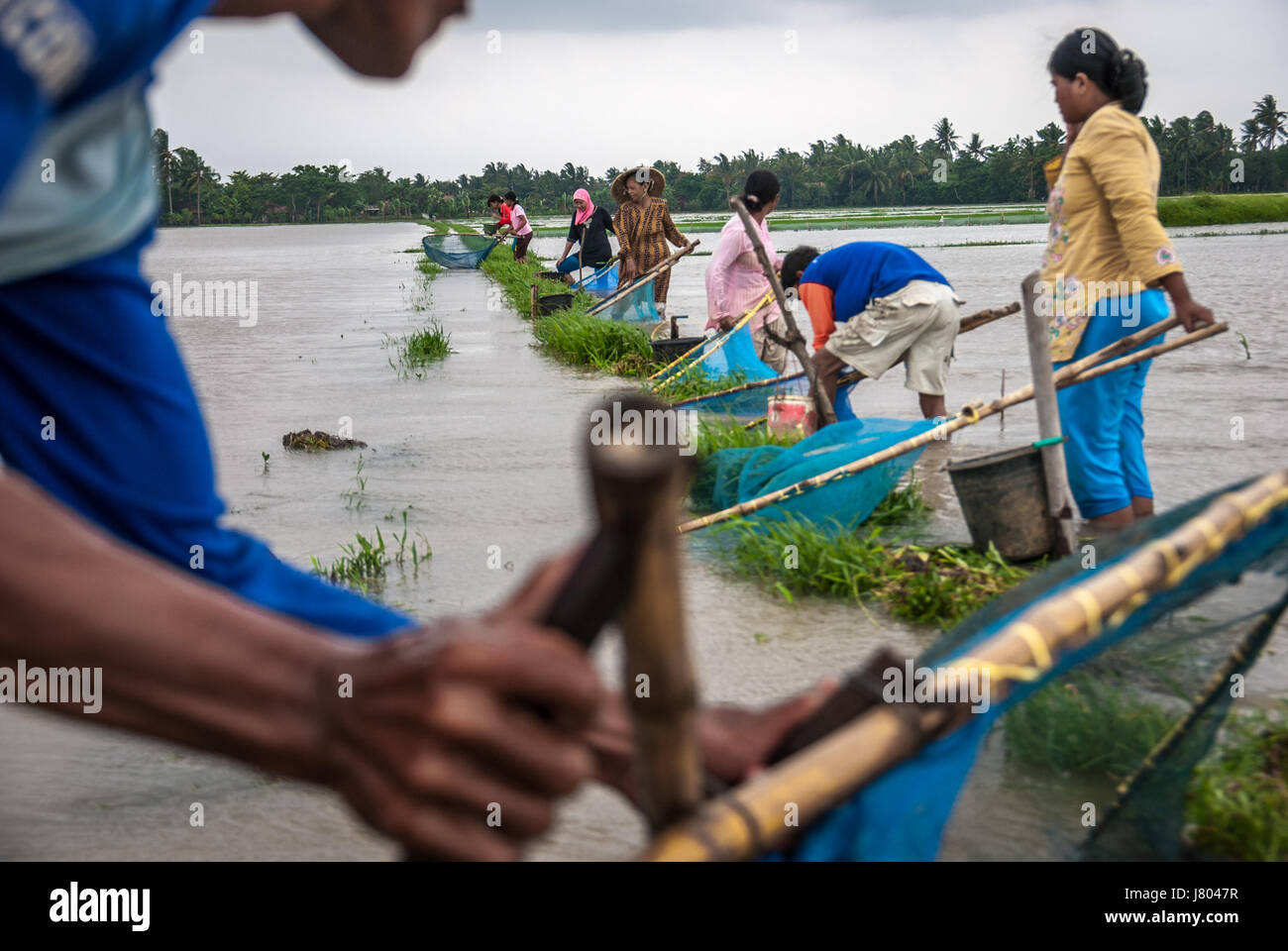 Les agriculteurs attrapent des poissons à l'aide de filets de poisson sur un champ de riz inondé lors de la mousson à Java-Ouest, en Indonésie. Banque D'Images
