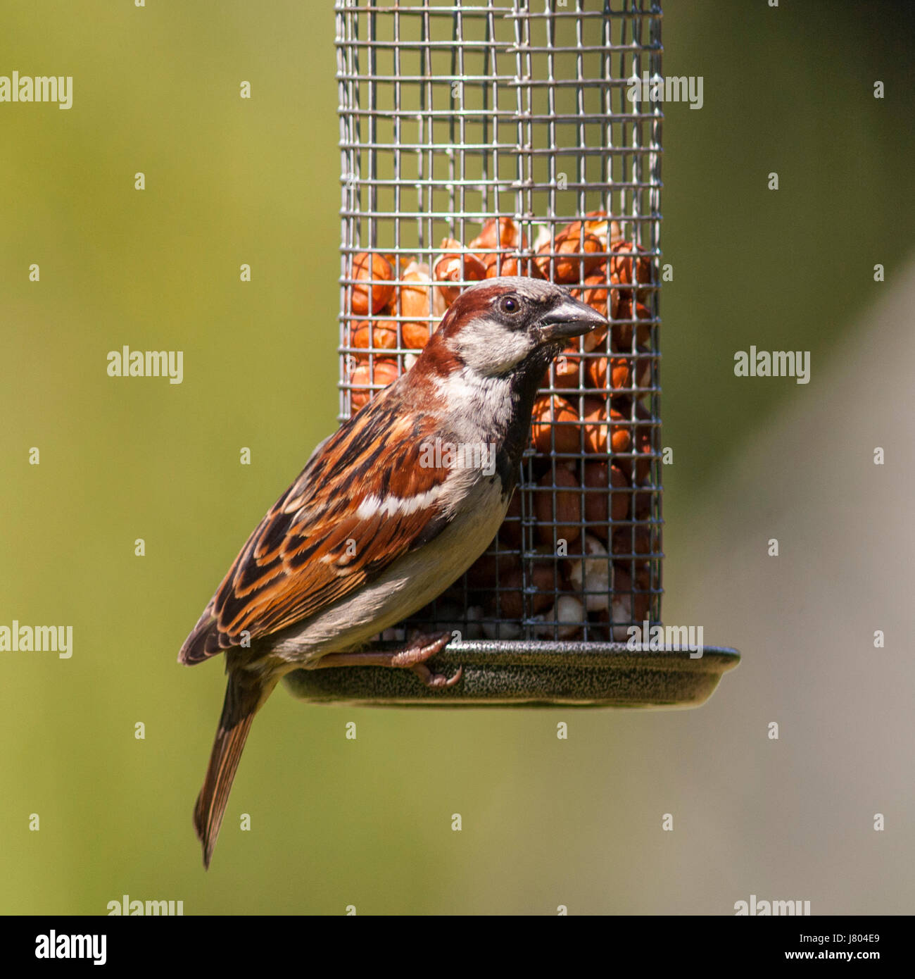 Un oiseau close up portrait of a male moineau domestique (Passer domesticus) dans un jardin Banque D'Images